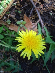 Taraxacum officinale
