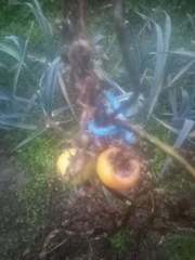 Phytophthora infestans