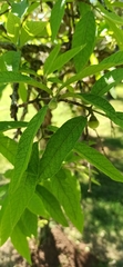 Campomanesia guazumifolia