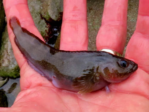 Sad klipfish (Clinus acuminatus) — Clinidae