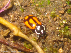 Eriopis heliophila