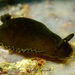 Dendrodoris limbata - Photo (c) Pascal GIRARD, some rights reserved (CC BY-NC), uploaded by Pascal GIRARD