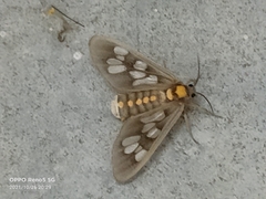 Eressa confinis