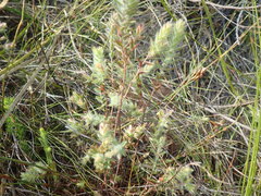 Gnidia humilis