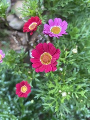 Asteraceae