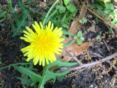 Taraxacum officinale