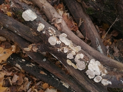 Fungi