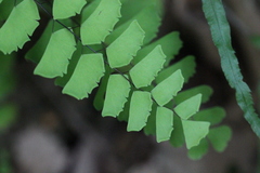 Adiantum philippense