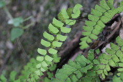 Adiantum philippense
