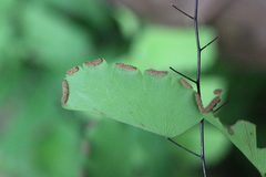 Adiantum philippense
