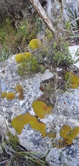 Trichostomum brachydontium
