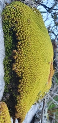 Trichostomum brachydontium