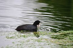 Fulica atra