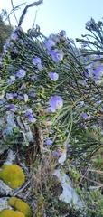 Psoralea congesta