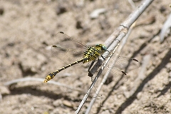 Austrogomphus australis