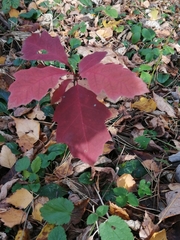Quercus rubra
