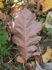 Quercus rubra