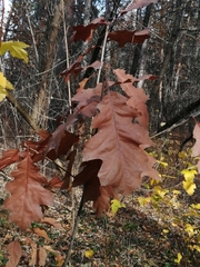 Quercus rubra