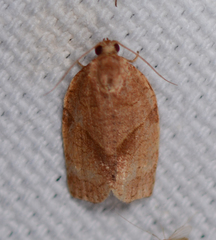 Choristoneura obsoletana