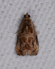 Olethreutes tilianum