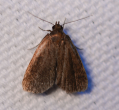 Idia diminuendis