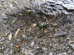 Pachyrhynchus tobafolius