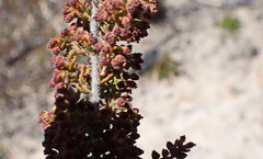 Erica leucopelta