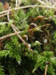 Brachythecium rutabulum