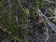 Thesium spicatum