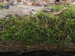 Brachythecium rutabulum