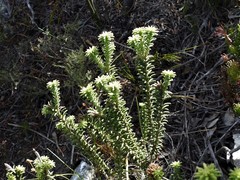 Stilbaceae