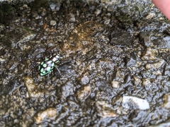 Pachyrhynchus tobafolius