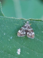 Choreutis minuta