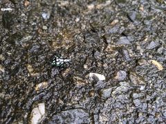 Pachyrhynchus tobafolius