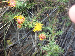 Oedera capensis