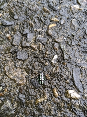 Pachyrhynchus tobafolius