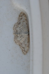Scopula vigilata