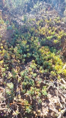 Lampranthus sociorum