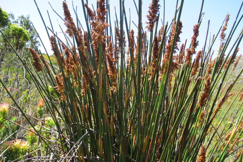 Elegia mucronata