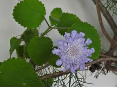 Scabiosa columbaria columbaria