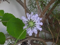 Scabiosa columbaria columbaria