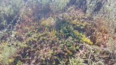 Lampranthus sociorum