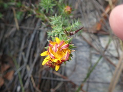 Oedera capensis