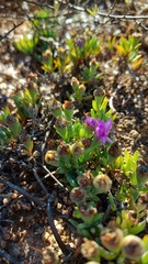 Lampranthus sociorum