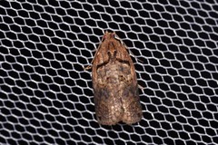 Cryptoptila crypsilopha
