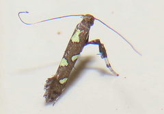 Calybites phasianipennella