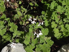 Pelargonium fragrans