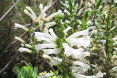 Erica perspicua perspicua