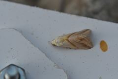 Eublemma cochylioides