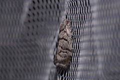 Lichenaula onychodes